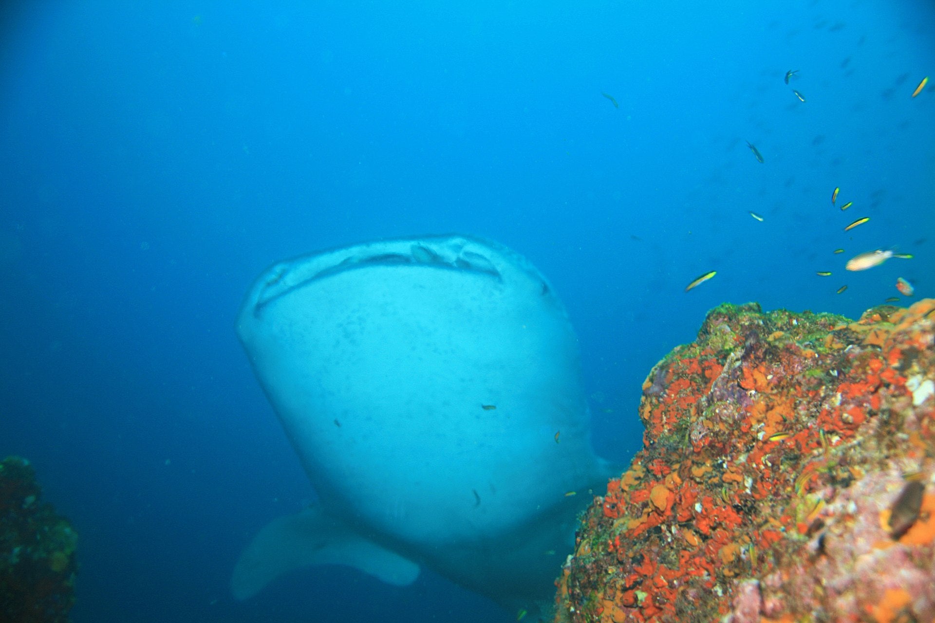 Whale Shark