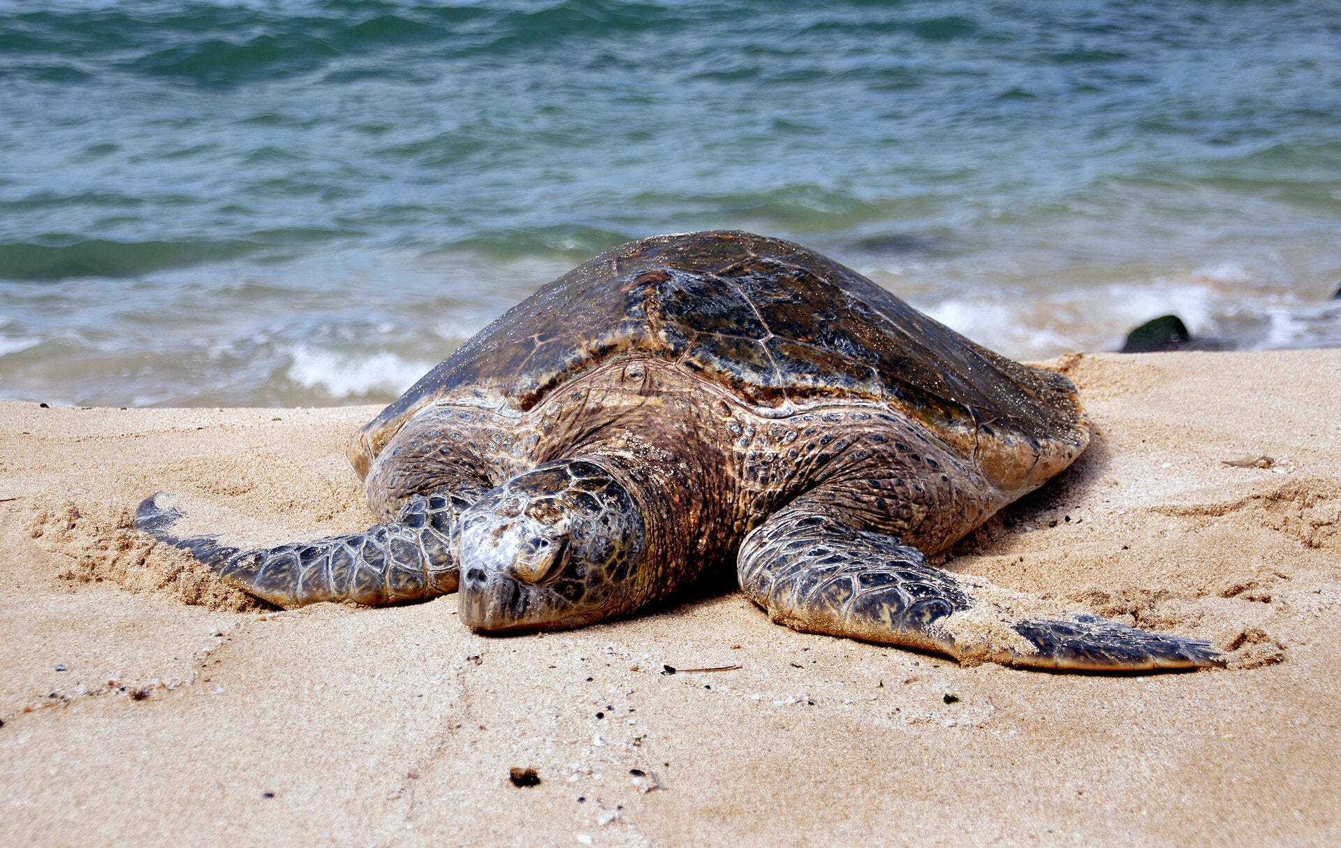 Sea Turtle