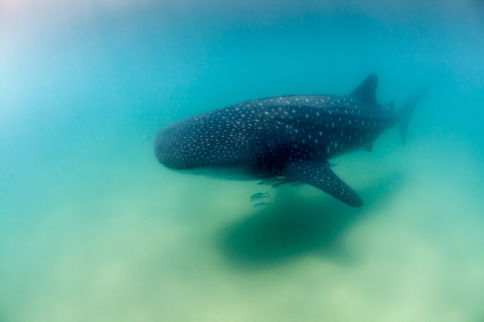 The Whale Shark
